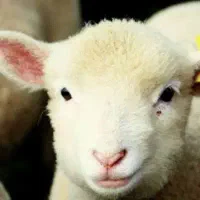 بره پرواری