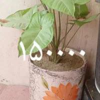 گل طبعی|گل و گیاه طبیعی|شاهین دژ, |دیوار