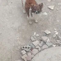 سگ کوچک