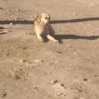 واگذاری|سگ|خرم‌آباد, |دیوار