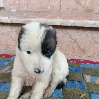 توله سگ الابای اصیل