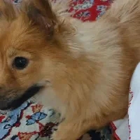 سگ پامر|سگ|قم, نخودی|دیوار