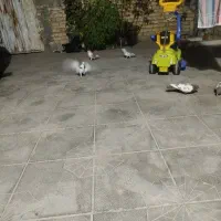 کفتر رنگی و پلاکی|پرنده|داراب, |دیوار