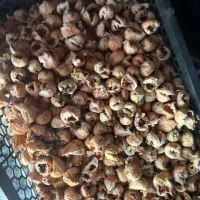انواع انجیر|خوردنی و آشامیدنی|شیراز, درکی|دیوار