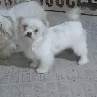 سگ شیتزوعروسکی