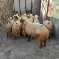 کاور سنجابی ده راس پوشی|حیوانات مزرعه|روانسر, |دیوار