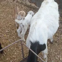 گوسفند.بزدورگ پاکستانی