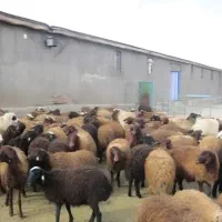 گوسفند قلم ابی