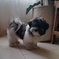 شیتزو نر ۷ ماهه