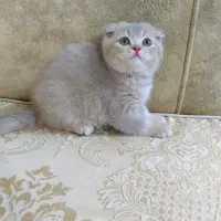 مجموعه اصلی گربه های کیوت ( ایران کتز)|گربه|اهواز, کیانپارس |دیوار