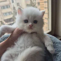 گربه اسکاتیش بریتیش|گربه|کرج, اتحاد|دیوار