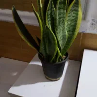 گلهای شاداب|گل و گیاه طبیعی|شبانکاره, |دیوار