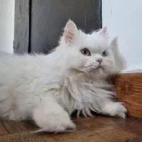 گربه