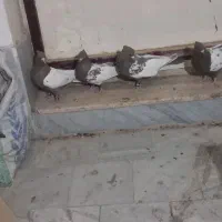 سینه قهوه ای|پرنده|شیراز, گویم|دیوار