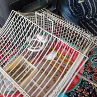 فنچ بنگالی.سهره ماده|پرنده|کرمانشاه, |دیوار