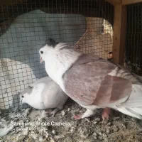 دو جفت سینه ای یک جفت پلاس