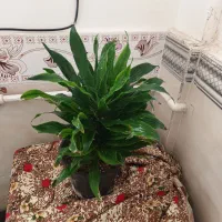 ۱۵عددگل طبیعی|گل و گیاه طبیعی|میاندوآب, |دیوار