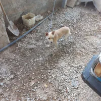 سگ اشپینز