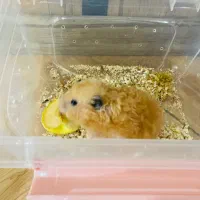 همستر ماده درشت و سالم و خوش رنگ