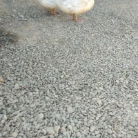 اردک بزرگ فروشی