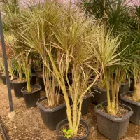 گل دراسینا چندشاخه بزرگ|گل و گیاه طبیعی|رشت, بیجارپس|دیوار