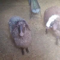 سلام|حیوانات مزرعه|زاغه, |دیوار