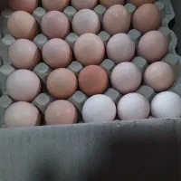 تخم مرغ محلی، ارگانیــک|خوردنی و آشامیدنی|تهران, پارک شهر|دیوار