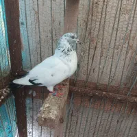 کبوتر|پرنده|رودسر, |دیوار