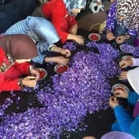 دستگاه تمام‌اتوماتیک جداسازی گل زعفران در ایران|ماشین‌آلات صنعتی|تربت‌حیدریه, اندیشه|دیوار