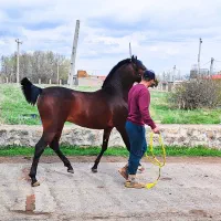 کره نریان دوساله نوه سهیل مریخ|اسب و تجهیزات اسب‌سواری|تهران, سازمان آب|دیوار
