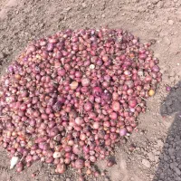 فروش ۴حبه زمین کشاورزی|فروش دفتر صنعتی، کشاورزی، تجاری|نگار, |دیوار