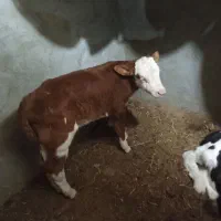 فروش گاو شیری همراه گوساله