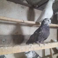 سرور نوک قنار|پرنده|تهران, خانی آباد نو شمالی|دیوار