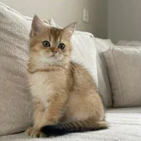 گربه‌ سالم، آرام و مناسب آپارتمان|گربه|کرمان, |دیوار