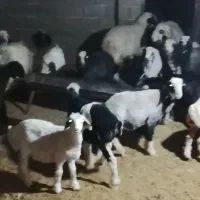 سلام بره هم داشت هم قصابی|حیوانات مزرعه|کوار, |دیوار