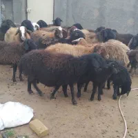 گوسفند میش وبره|حیوانات مزرعه|بشاریات, |دیوار