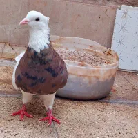کبوتر طوقی سرور