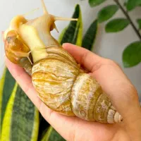 حلزون|خزنده|اهواز, کوی ملی راه|دیوار