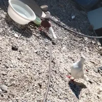 کبوتر همه عالی جفتی 600|پرنده|ایرانشهر, |دیوار