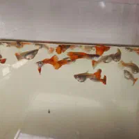 ماهی گپی|ماهی|محمدیه-قزوین, |دیوار