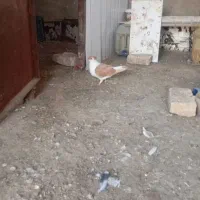 کبوتر گمشده