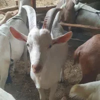 نر بز سانن اصل