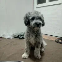 سگ دزدیده شده