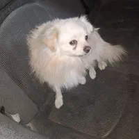 پردیس|سگ|اهواز, پردیس دو|دیوار