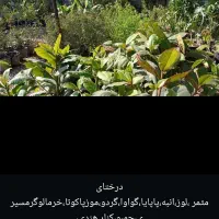 فروش انواع درخت های باغی باغچه ای آپارتمانی|گل و گیاه طبیعی|رامهرمز, |دیوار