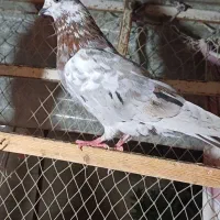 کبوتر|پرنده|رشت, توشیبا|دیوار