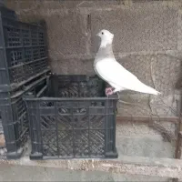 ماده زیتونی