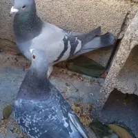 کبوتر پلاکی