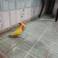 کوتوله زیبا و بانمک|پرنده|مشهد, احمدآباد|دیوار