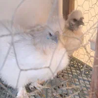 مرغ ابریشمی